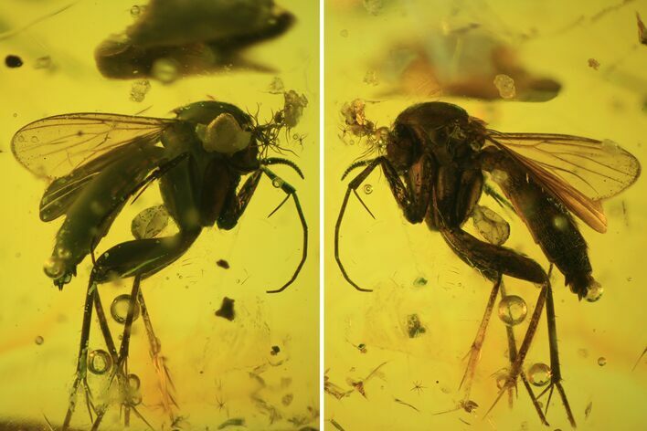 Detailed Fossil Fly (Diptera) In Baltic Amber #81728